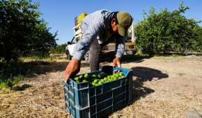 Limoneros han acusado extorsiones de parte de grupos delincuenciales