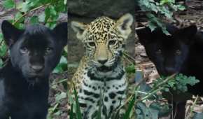 El pasado 7 de marzo de 2024, nacieron los juagares en el Zoológico de Chapultepec