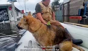 Decenas de perritos fueron abandonados en Chalco tras las inundaciones