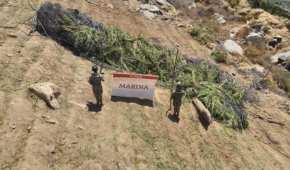 Marinos han quemado diferentes plantíos de mariguana en la sierra de BC