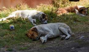 Desde 2023, en el Código Penal de Puebla se tipifica como delito el sacrificio de animales en rastros clandestinos