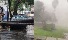 La fuerza de la lluvia y el viento arrancó árboles desde su raíz