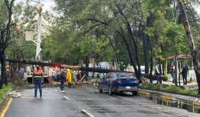 La temporada de lluvias y fuertes vientos ocasionó la caída de varios árboles