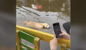 En Xochimilco, perrito se hace viral al nadar en sus canales