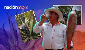 El pulque se obtiene del aguamiel, un líquido dulce extraído del corazón del maguey