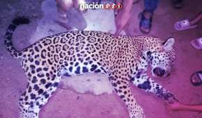 Estos felinos son objeto de muchos mitos, leyendas, cuentos y hasta mentiras, que llevan a que en ocasiones sean asesinados