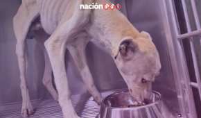 Los hechos ocurrieron en un domicilio de Los Reyes La Paz, donde el perrito habría sido abandonado en una azotea